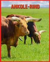Ankole-Rind