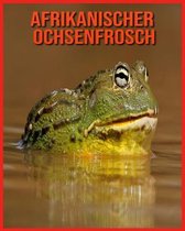 Afrikanischer Ochsenfrosch