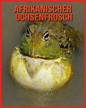 Afrikanischer Ochsenfrosch