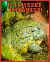 Afrikanischer Ochsenfrosch