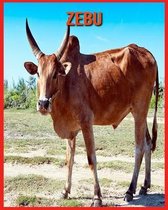 Zebu