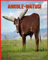 Ankole-Watusi