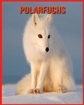 Polarfuchs