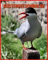 Kustenseeschwalbe