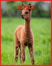 Alpaca