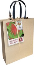 Caladium Red Nerf per 1 verpakt | Baltus Bloembollen | Kamerplant | Urban | Rood en Groen | DIY Pakket