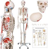 Pippa Design menselijke anatomie skelet met spierbeschildering 181,5 cm