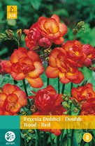 2 stuks Freesia Dubbel Rood 12 bollen