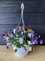 viool - viooltjes - viola - hangplant - gemengde kleuren - deflorah - voorjaar - gemengd