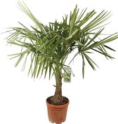 Chinese waaierpalm