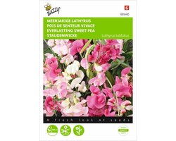 Lathyrus latifolius (kleurenmengsel)