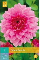 X 1 DAHLIA ROSELLA I