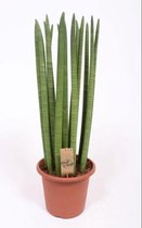 Kamerplant van Botanicly – Vrouwentongen – Hoogte: 75 cm – Sansevieria Straight