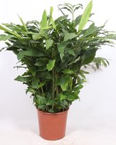 Kamerplant van Botanicly – Elettaria Cardamomum – Hoogte: 100 cm