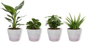 Set van 4 Kamerplanten - Aloe Vera &  Peperomia Green Gold  & Coffea Arabica & Strelitzia Reginae - ± 25cm hoog - 12cm diameter - in betonnen lila pot