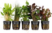 5x Aquariumplanten -  Mix 'Tropische Tank' - Aquarium planten levend - ↑ 15 cm - Pot-Ø 5 cm