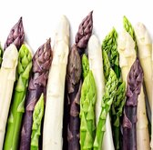 Asperge Super Argenteuil 10 wortels - klauwen - witte asperge