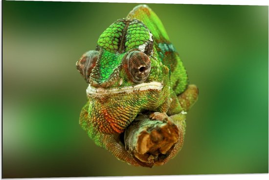 Dibond - Groene Kameleon op Tak - 90x60cm Foto op Aluminium (Wanddecoratie van metaal)