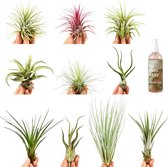 Queen Airplants luchtplantjes mix - 10 stuks vers van de kweker + Tillandsia voedingsspray