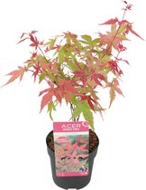 Japanse esdoorn Acer 'Beni-maiko' roze-rood - Winterhard- ↑ 30-40 cm - Pot Ø 23 cm