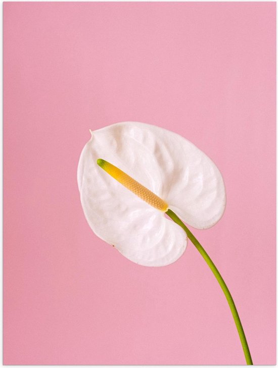 Poster - Witte Bloem met Roze Achtergrond - Foto op Posterpapier