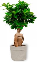 Kamerplant Ficus Ginseng - Bonsai - ± 30cm hoog - 12cm diameter - in grijze sierzak