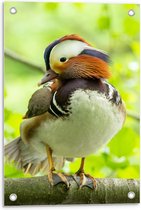 Tuinposter – Zijkant Mandarijneend - 40x60cm Foto op Tuinposter  (wanddecoratie voor buiten en binnen)