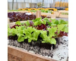 Sla mix - 30 slaplantjes - circa 5 soorten sla - 1 volle veilingtray - voor moestuin, kweekbak of pot