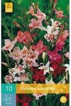 X 10 GLADIOLUS NANUS MIX 8/9