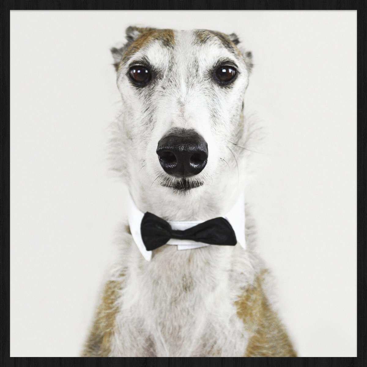 Schilderij - hond - sloughi - Collectie Faces - Forex met zwarte Lijst - 74x74cm