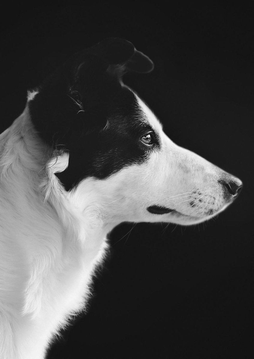 Schilderij - hond - border collie - Collectie faces - Dibond wit - 70x118cm