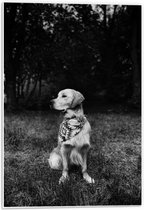 Forex - Poserende Hond (zwart/wit) - 40x60cm Foto op Forex