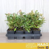 12x Sneeuwbal - Viburnum tinus - Haagplant - Pot 9x9 cm