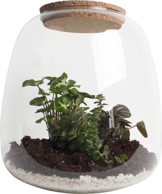 Ecosysteem met verlichting - Plant in glas - - Ecosysteem in Glas met... | bol.com