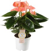 FloriaFor - Anthurium Spirit - - ↨ 40cm - ⌀ 12cm