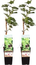 Mama's Planten - Duo Vitis Bianca (druif) - Vers van de Kweker - ↨ 55cm - ⌀ 15cm