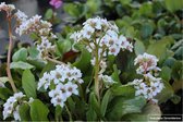 6 x Bergenia 'Bressingham White' - Schoenlappersplant pot 9x9cm