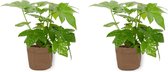 2x Kamerplant Fatsia Japonica – Vingerplant - ± 25cm hoog – 12 cm diameter - in bruine sierzak