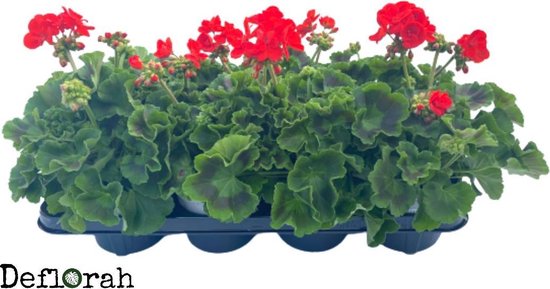 Geranium staand - rood - tuinplant - perkplant - deflorah | bol