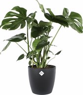 Kamerplant van Botanicly – Gatenplant incl. sierpot zwart als set – Hoogte: 80 cm – Monstera Deliciosa