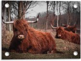Tuinposter – Liggende Schotse Hooglanders in Bossen - 40x30cm Foto op Tuinposter  (wanddecoratie voor buiten en binnen)