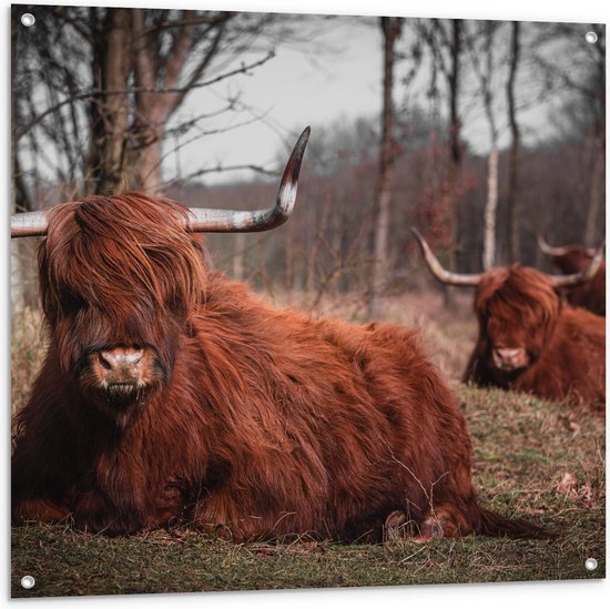 Tuinposter – Liggende Schotse Hooglanders in Bossen - 100x100cm Foto op Tuinposter  (wanddecoratie voor buiten en binnen)