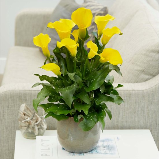 Cultivez votre eigen plante d'intérieur Calla 'Captain Solo®' - Plant &  Bloom - Jaune... | bol.com