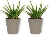 2x Kamerplant Aloë Vera – ±  25 cm hoog – 12cm diameter - in zilverkleurige pot