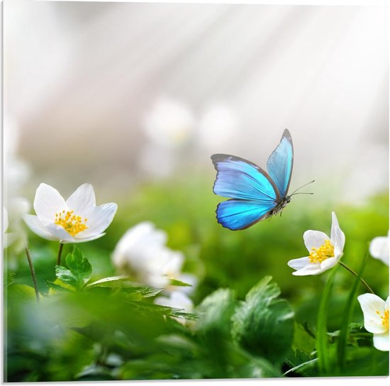 Acrylglas - Vrolijke Blauwe Vlinder bij Witte Bloemen - Foto op Acrylglas (Met Ophangsysteem)