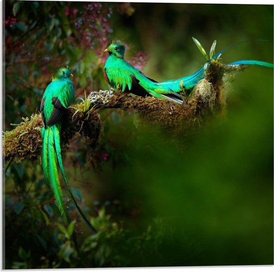 Acrylglas - Groene Sierlijke Vogeltjes in Bloementak - 50x50cm Foto op Acrylglas (Wanddecoratie op Acrylglas)