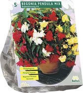 Baltus Begonia Pendula Mix bloembollen per 5 stuks