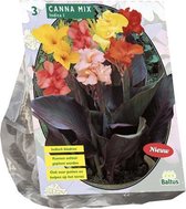 Baltus Canna Gemengd bloembollen per 3 stuks