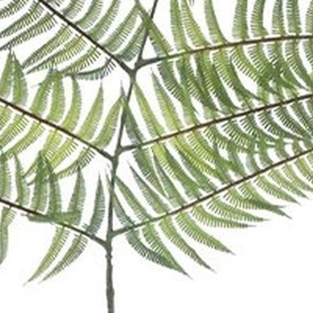 Erutan avon - Fern branche lt green 145 cm