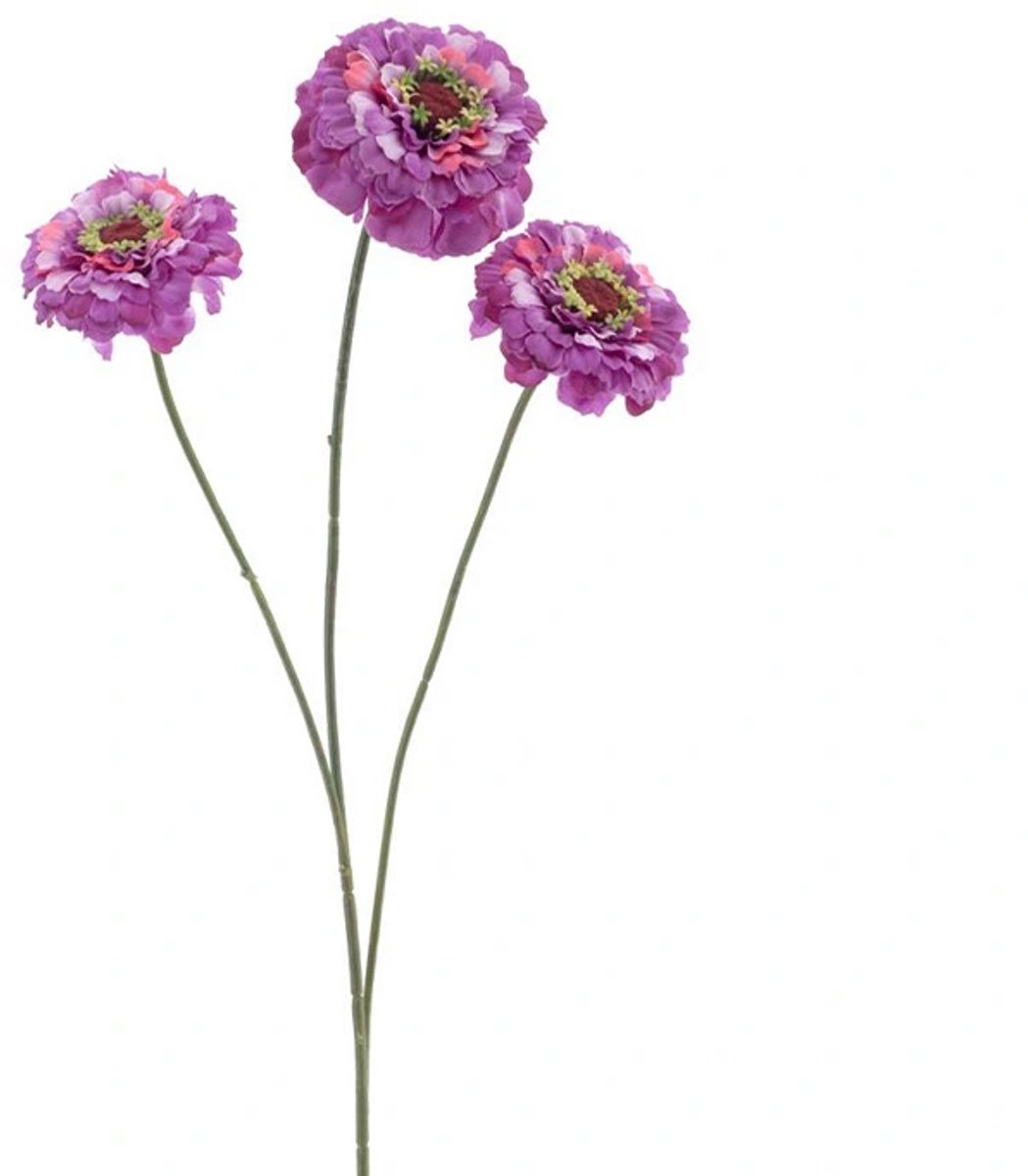 Erutan avon - Zinnia elegans spray purple 60 cm